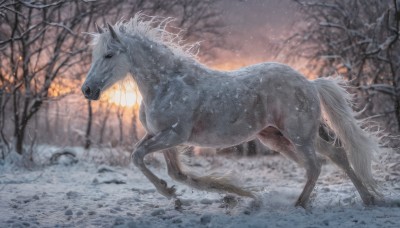 solo,standing,outdoors,blurry,from side,tree,no humans,animal,fire,nature,claws,snow,forest,snowing,realistic,animal focus,winter,horse,bare tree,sky,depth of field,wolf