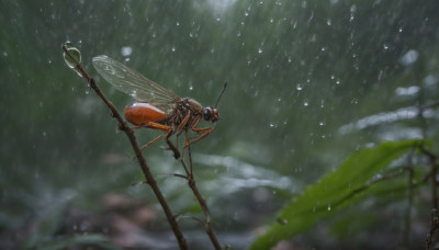 outdoors, wings, sky, blurry, no humans, depth of field, bug, flying, rain, water drop, antennae, insect wings