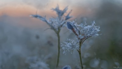 flower,outdoors,sky,artist name,signature,blurry,tree,no humans,depth of field,blurry background,leaf,plant,nature,scenery,snow,branch,bare tree,still life,cloud,blue flower,bouquet