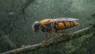 outdoors, wings, blurry, tree, no humans, animal, bug, nature, rain, realistic, antennae, branch, oversized animal