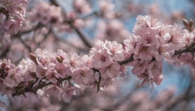 flower, outdoors, sky, day, blurry, tree, no humans, depth of field, blurry background, cherry blossoms, scenery, pink flower, realistic, branch, still life, spring (season)