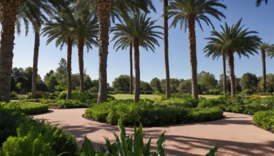 outdoors,sky,day,cloud,tree,blue sky,no humans,shadow,grass,plant,nature,scenery,forest,palm tree,road,bush,shade,path