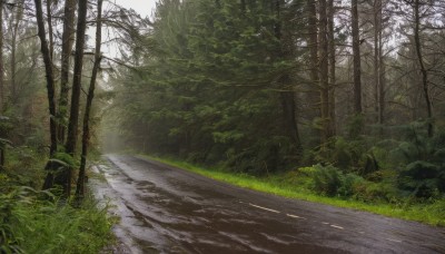 outdoors,day,tree,dutch angle,no humans,sunlight,grass,plant,nature,scenery,forest,rock,road,bush,landscape,path,realistic,bare tree