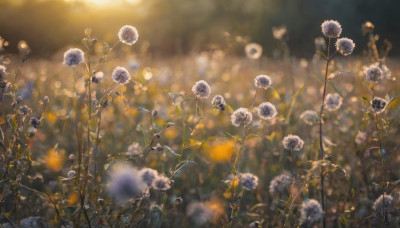 flower, outdoors, signature, blurry, no humans, depth of field, blurry background, plant, scenery, realistic, bokeh, still life