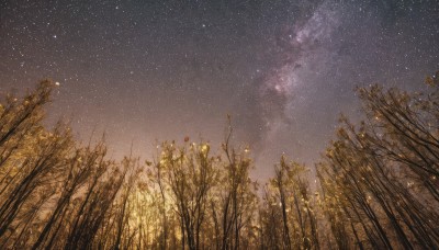 flower,outdoors,sky,tree,no humans,night,grass,plant,star (sky),nature,night sky,scenery,starry sky,field,milky way