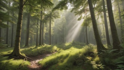 outdoors,day,water,tree,no humans,sunlight,grass,plant,nature,scenery,forest,light rays,sunbeam,dappled sunlight,moss