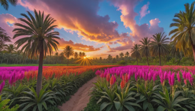 flower, outdoors, sky, cloud, tree, blue sky, no humans, cloudy sky, grass, plant, nature, scenery, sunset, palm tree, sun, field