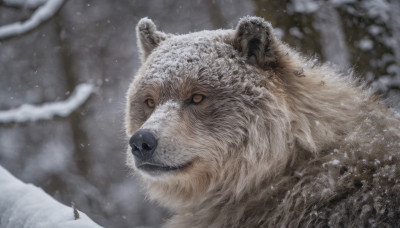 1boy, standing, outdoors, blurry, tree, animal, snow, snowing, realistic, oversized animal