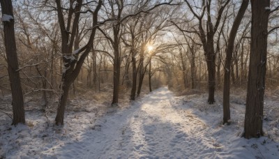 outdoors,day,tree,no humans,sunlight,nature,scenery,snow,forest,snowing,winter,bare tree,footprints,sky,sunset,sun,landscape,path