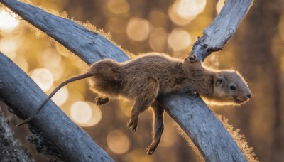 solo,blue eyes,full body,outdoors,blurry,tree,dutch angle,no humans,depth of field,blurry background,animal,realistic,branch,animal focus,bokeh,looking at viewer,tail,signature,claws,flying