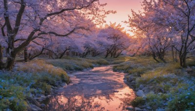 flower,outdoors,sky,water,tree,no humans,sunlight,grass,plant,cherry blossoms,nature,scenery,forest,reflection,sunset,rock,bush,river,evening,landscape,path,day,cloud,gradient sky