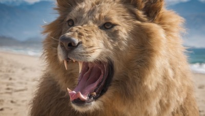 solo,looking at viewer,open mouth,brown eyes,outdoors,sky,teeth,day,blurry,no humans,blurry background,animal,fangs,beach,realistic,sand,animal focus,whiskers,oversized animal,lion,1girl,long hair,skirt,brown hair,dress,animal ears,underwear,panties,lying,shoes,cloud,virtual youtuber,blue sky,depth of field,ocean