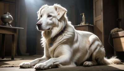 HQ,solo,blue eyes,jewelry,indoors,necklace,collar,no humans,animal,table,pendant,dog,realistic,door,animal focus,full body,lying,signature,on stomach,animal collar