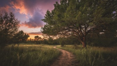 outdoors,sky,cloud,tree,no humans,cloudy sky,grass,nature,scenery,forest,sunset,road,bush,twilight,landscape,path,water,plant,evening