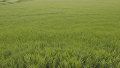 outdoors,sky,day,no humans,grass,nature,scenery,field,landscape,traditional media,plant,road,green theme