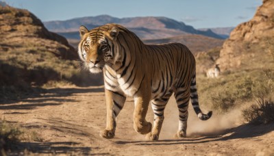 outdoors,sky,day,blurry,blue sky,no humans,blurry background,shadow,animal,grass,scenery,mountain,realistic,road,chinese zodiac,animal focus,tiger,year of the tiger,desert,open mouth,full body,nature