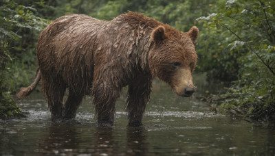 outdoors, day, water, blurry, tree, no humans, animal, nature, forest, realistic, animal focus