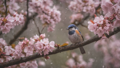 flower, outdoors, blurry, tree, petals, no humans, depth of field, bird, animal, cherry blossoms, scenery, branch, animal focus, spring (season)