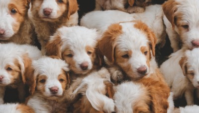 looking at viewer,simple background,closed mouth,closed eyes,black eyes,no humans,animal,sleeping,black background,realistic,animal focus,too many,fluffy,odd one out,dog