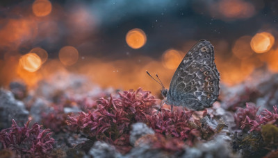 outdoors, wings, sky, cloud, blurry, no humans, night, depth of field, bug, butterfly, star (sky), scenery, starry sky