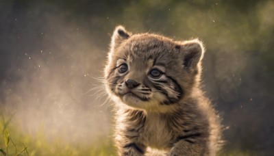 solo,closed mouth,outdoors,signature,blurry,no humans,depth of field,blurry background,animal,cat,grass,looking up,realistic,animal focus,whiskers,looking at viewer,blue eyes,brown eyes