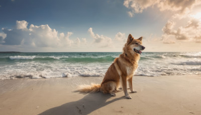 outdoors, sky, day, cloud, no humans, shadow, ocean, beach, scenery, dog, realistic, sand, shiba inu