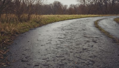 outdoors,day,tree,no humans,traditional media,grass,nature,scenery,forest,road,river,path,sky,cloud,realistic,field,bare tree,autumn,landscape