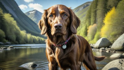 HQ,brown eyes,outdoors,sky,day,cloud,water,collar,tree,blue sky,no humans,animal,nature,scenery,forest,dog,rock,mountain,realistic,animal focus,river,solo,looking at viewer,signature,sunlight,cloudy sky,animal collar