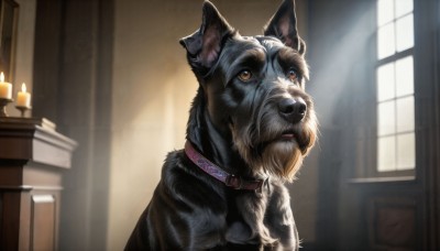 HQ,solo,brown eyes,day,indoors,collar,book,no humans,window,animal,sunlight,dog,realistic,candle,animal focus,looking at viewer,signature,blurry,orange eyes,depth of field,blurry background,fire,curtains,portrait,light rays,animal collar,book stack,wolf,candlestand