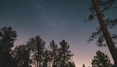 outdoors,sky,cloud,tree,no humans,night,star (sky),nature,night sky,scenery,forest,starry sky,gradient sky