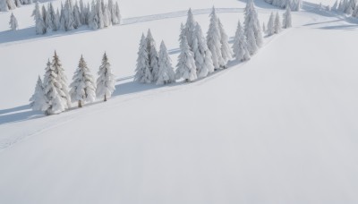 outdoors,day,tree,no humans,nature,scenery,snow,forest,walking,winter,bare tree,footprints,pine tree,sky,mountain