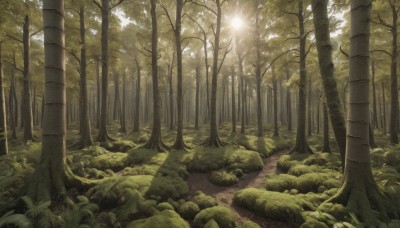 outdoors,day,tree,no humans,sunlight,grass,plant,nature,scenery,forest,light rays,rock,path,sun,road,bush,landscape