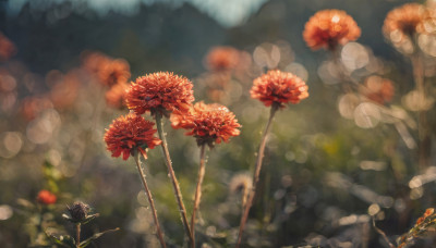 flower, outdoors, blurry, no humans, depth of field, blurry background, plant, red flower, scenery, lens flare, realistic, bokeh, still life