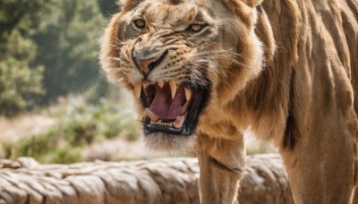 1girl,open mouth,skirt,outdoors,teeth,day,blurry,tree,no humans,depth of field,blurry background,animal,fangs,sharp teeth,nature,monster,realistic,animal focus,whiskers,tiger,oversized animal,solo,looking at viewer,tongue,year of the tiger