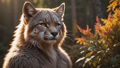 solo,brown eyes,closed mouth,yellow eyes,upper body,outdoors,blurry,no humans,depth of field,blurry background,animal,sunlight,cat,plant,nature,realistic,animal focus,white fur,whiskers,signature,leaf,portrait