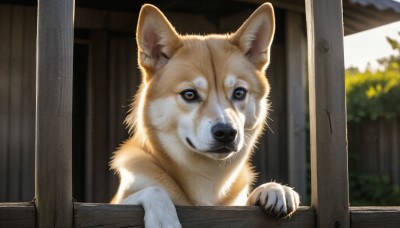 HQ,solo,looking at viewer,brown eyes,closed mouth,day,blurry,tree,no humans,window,depth of field,blurry background,animal,dog,realistic,animal focus,whiskers,white fur,shiba inu