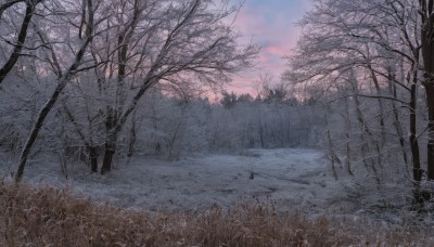 outdoors,sky,cloud,tree,no humans,cloudy sky,grass,nature,scenery,snow,forest,winter,bare tree,landscape,sunset,twilight,evening,gradient sky,purple sky