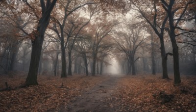 outdoors,day,tree,no humans,leaf,sunlight,grass,nature,scenery,forest,autumn leaves,maple leaf,bare tree,autumn,road,landscape,path