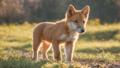 solo,full body,outdoors,day,blurry,black eyes,no humans,depth of field,blurry background,animal,grass,dog,realistic,animal focus,standing,signature,nature,fox