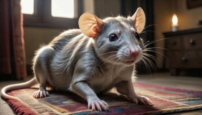 HQ,solo,looking at viewer,full body,indoors,blurry,black eyes,no humans,window,depth of field,blurry background,animal,cat,curtains,claws,realistic,candle,animal focus,mouse,whiskers,carpet,rug,fireplace,brown eyes,tail,day,watermark,sunlight,web address