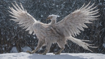 solo,closed mouth,standing,yellow eyes,outdoors,wings,blurry,from side,tree,orange eyes,pokemon (creature),no humans,bird,nature,snow,forest,snowing,animal focus,winter,bare tree,owl,talons,animal,feathers,feathered wings,spread wings