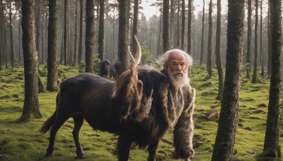 solo,looking at viewer,1boy,white hair,male focus,outdoors,day,tree,no humans,facial hair,animal,grass,nature,scenery,beard,forest,realistic,riding,old,horse,old man,deer,standing,scar,sunlight,fantasy,wolf,sheep,wrinkled skin