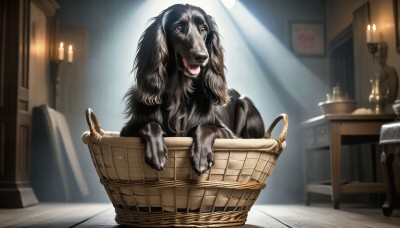 HQ,solo,looking at viewer,tongue,indoors,tongue out,no humans,animal,chair,table,dog,realistic,basket,candle,animal focus,open mouth,brown eyes,blurry,depth of field,blurry background,fangs,sunlight,mirror,light