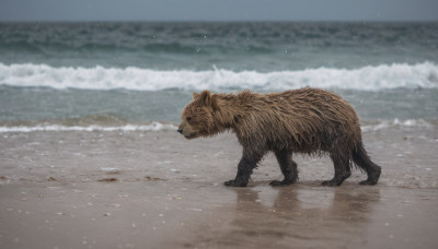 outdoors, day, water, blurry, no humans, ocean, animal, beach, realistic, sand, animal focus, waves