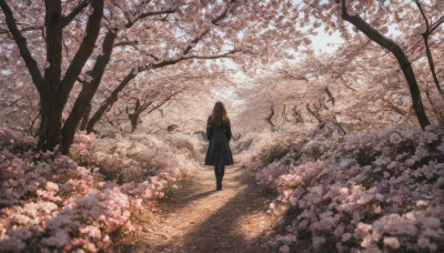 1girl, solo, long hair, brown hair, standing, flower, pantyhose, outdoors, from behind, tree, coat, cherry blossoms, scenery, walking, road, path