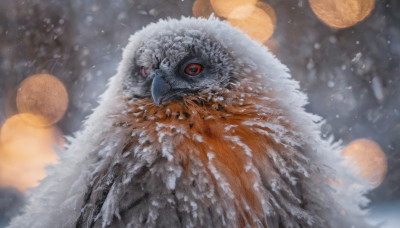 solo, looking at viewer, red eyes, blurry, no humans, bird, animal, snow, snowing, realistic, animal focus, owl