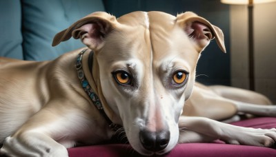 HQ,looking at viewer,brown eyes,jewelry,yellow eyes,lying,solo focus,pants,indoors,necklace,blurry,collar,orange eyes,no humans,depth of field,blurry background,animal,on stomach,dog,realistic,animal focus,solo,pillow,bed,on bed,lamp,animal collar