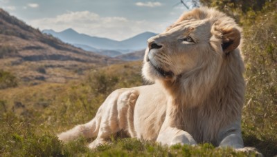 sitting,yellow eyes,outdoors,horns,sky,day,cloud,blurry,tree,no humans,animal,cloudy sky,grass,nature,scenery,mountain,realistic,animal focus,sheep,goat,solo,closed mouth,lying,signature,blue sky,field