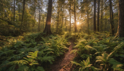 outdoors, day, tree, no humans, leaf, sunlight, grass, plant, nature, scenery, forest