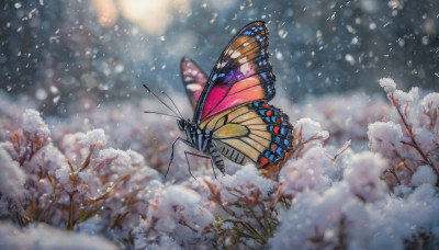 solo, flower, outdoors, wings, blurry, from side, tree, no humans, profile, depth of field, blurry background, animal, bug, butterfly, snow, snowing, winter, butterfly wings